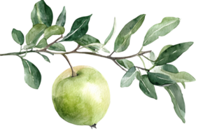 Watercolor Illustration of a Green Apple on a Branch with Leaves Isolated on Transparent Background Fresh and Natural Artistic Food and Botanical Element png