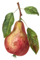 Watercolor Illustration of a Ripe Pear Hanging from a Branch with Green Leaves on Transparent Background png