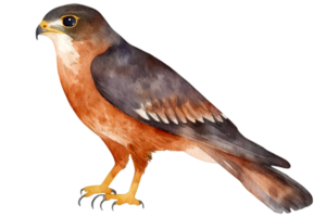 Watercolor Illustration of an Orange and Brown Falcon Perched on Black Background with Sharp Eyes and Detailed Feathers png