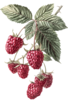 Vintage Raspberry Branch with Ripe Red Berries and Green Leaves Isolated on Transparent Background png