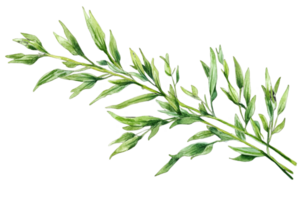 Watercolor Green Leafy Branch Isolated on Transparent Background for Botanical Design and Herbal Decoration png