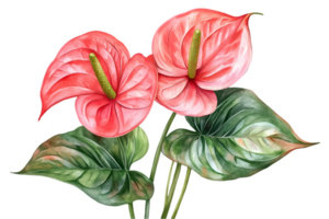 Watercolor Painting of Two Vibrant Red Anthurium Flowers with Green Leaves Isolated on Transparent Background png