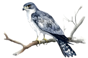 Watercolor Painting of a Gray and White Hawk Perched on a Branch Against a Transparent Background png