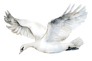 Watercolor Painting of a White Dove in Flight on a Transparent Background Symbolizing Peace and Freedom with Graceful Feathers and Wings png