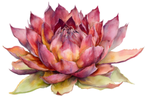 Watercolor Succulent with Red Tones Isolated on Transparent Background Close Up View png