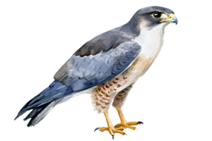 Watercolor Illustration of Peregrine Falcon Isolated on Transparent Background Detailed Plumage and Feathers in Flight Position png