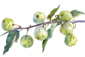 Watercolor Illustration of Green Apples on a Branch with Leaves on Transparent Background Detailed Botanical Art for Healthy Eating and Natural Food Concepts png