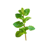 A sprig of fresh green mint leaves isolated on white background png