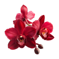 Closeup of deep red orchids with pink background and blurred lines png