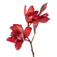 Stunning Closeup of Two Deep Red Orchids with Abstract Background png