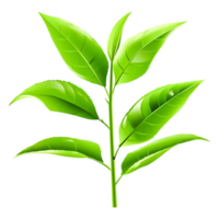 Fresh Green Leaves Branch in Bright Natural Environment png