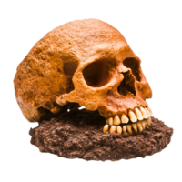Ancient Human Skull on Ground Displaying Unique Features and Textures png