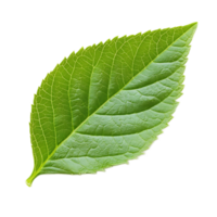 Close-up of a Healthy Green Leaf with Intricate Vein Structure in Nature png