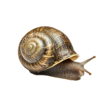 Closeup of a Spiral-Patterned Snail Shell in a Natural Setting png