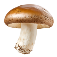Close up of a single fresh brown and white mushroom cap with stem on a plain background png
