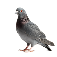 fermer de une gris Pigeon se percher avec ses plumes et le bec visible png