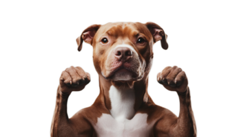 Fierce Canine Flexing Its Powerful Arms in Fighting Pose png