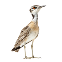 Elegant Desert-dwelling Wading Bird with Distinctive Plumage and Profile Pose png