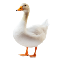 Graceful white duck floating and swimming on a calm pond or lake in a natural outdoor environment png