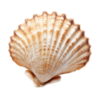 Intricate Seashell in Spiral Design with Textured Pattern png