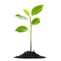 Lush Green Seedling Sprouting from Soil with Vibrant Leaves png