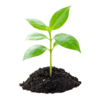 Lush Green Seedling Emerging from Fertile Soil Depicting Growth and Renewal png