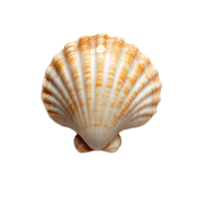 Seashell with Symmetrical Spiral Design on White Background long title Beautifully detailed seashell with a symmetrical spiral pattern against a png