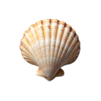 Beautiful Spiraling Seashell with Intricate Textured Pattern from the Ocean png