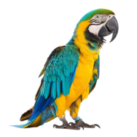 Stunning Macaw Parrot Perched in Lush Tropical Environment png