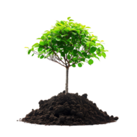 Thriving Sapling Rooted in Nutrient-Rich Soil,Symbolizing Growth and Renewal in Nature png
