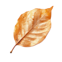 Vibrant Autumn Leaf Texture with Intricate Patterns and Warm Fall Colors png