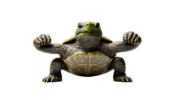 Powerful Turtle Flexing Arms in Fierce Fighting Pose Symbolizing Strength and Aggression png