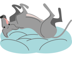 greyhound dog relaxing on cushion icon png