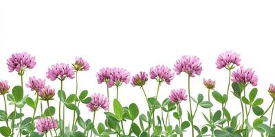 Vibrant pink clover flowers blooming in a garden under bright daylight photo