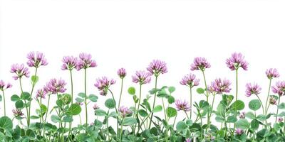 Colorful field of clover blooms under soft light during springtime photo