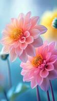 Pink dahlia flowers in soft light showcasing delicate petals and intricate details in a serene garden setting photo