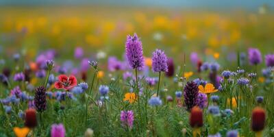 Vibrant wildflower meadow in springtime with colorful blooms and lush greenery photo