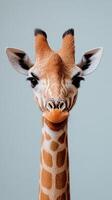 Giraffe standing against a light blue background, showcasing its prominent features and friendly expression photo