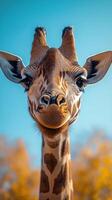 Giraffe gazes curiously against a clear blue sky in a tranquil natural habitat during daylight hours photo