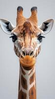 Giraffe close-up with expressive eyes and detailed fur textures in a neutral background photo