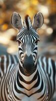 Majestic zebra standing gracefully with striking black and white stripes in a warm sunset background photo