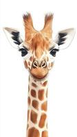 Giraffe portrait with detailed features showcasing unique markings and gentle expression against white background photo