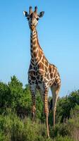 Majestic giraffe stands tall in the lush green landscape during bright daylight near a tranquil environment photo