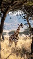 Giraffe grazes gracefully in golden savannah grassland surrounded by acacia trees photo