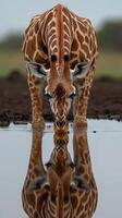 Giraffe drinking water in a serene landscape during early morning hours photo