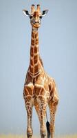 Giraffe standing majestically in the savannah under a clear blue sky during afternoon sunlight photo