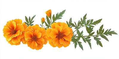 Bright marigold flowers arranged with green leaves showcasing vibrant yellow-orange colors in springtime photo