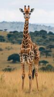 Giraffe stands gracefully in open savannah under a cloudy sky during a wildlife observation photo