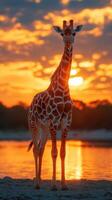 Giraffe stands gracefully by the water as the sun sets over the horizon in a vibrant orange sky photo