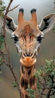 Close-up view of a giraffe in its natural habitat surrounded by foliage at dawn in a savannah landscape photo